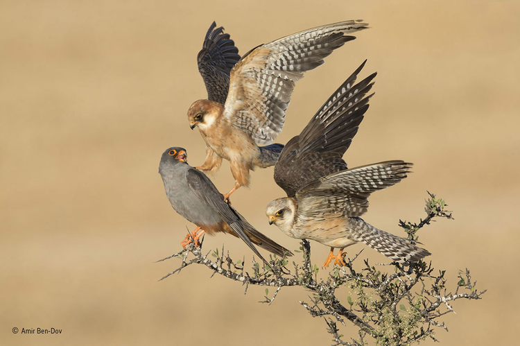 Zwycięzca kategorii "Ptaki" konkursu Wildlife Photographer of the Year 2015. Fot. Amir Ben-Dov, Izrael